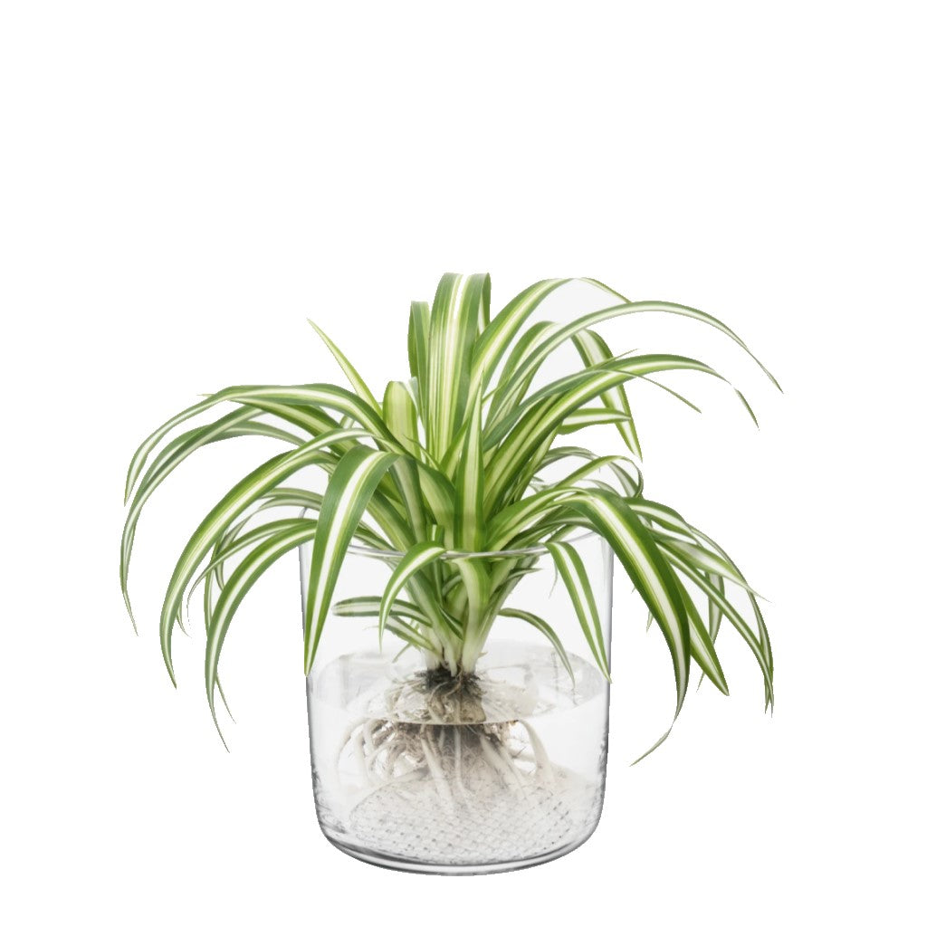 Market Planter/Vase/Lantern H16cm